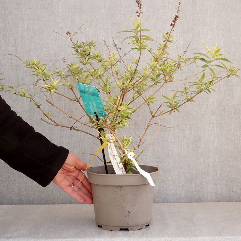 Example of Buddleia Magda's Gold Knight - Arbre aux papillons Pot de 3L/4L as you get in printemps