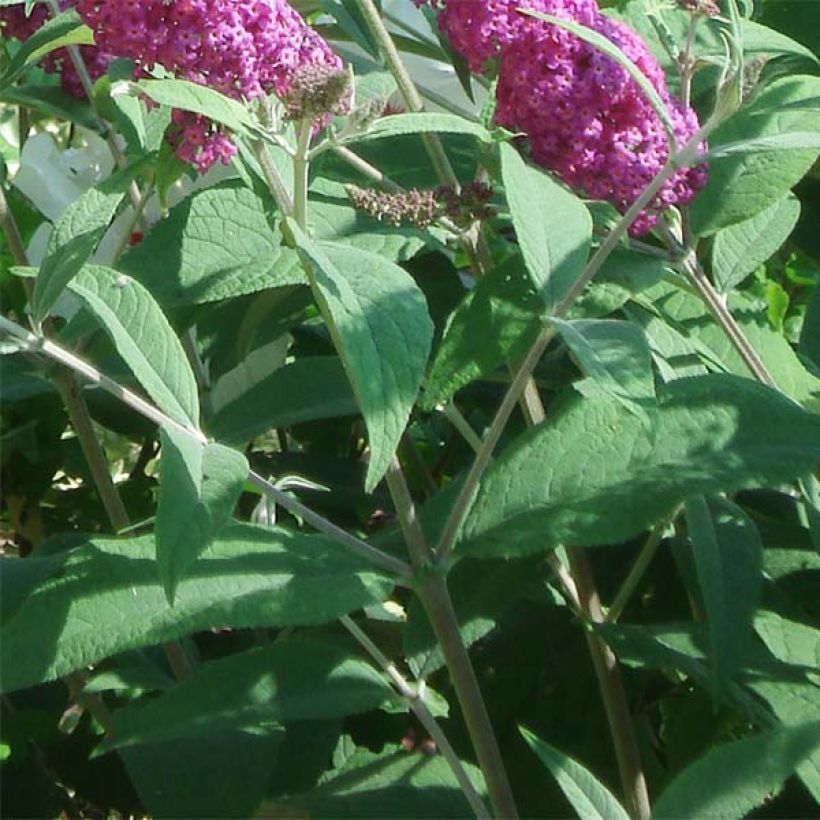 Buddleia Miss Ruby - Buddleia nain (Foliage)