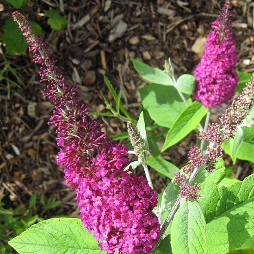Buddleia Miss Ruby - Buddleia nain (Flowering)