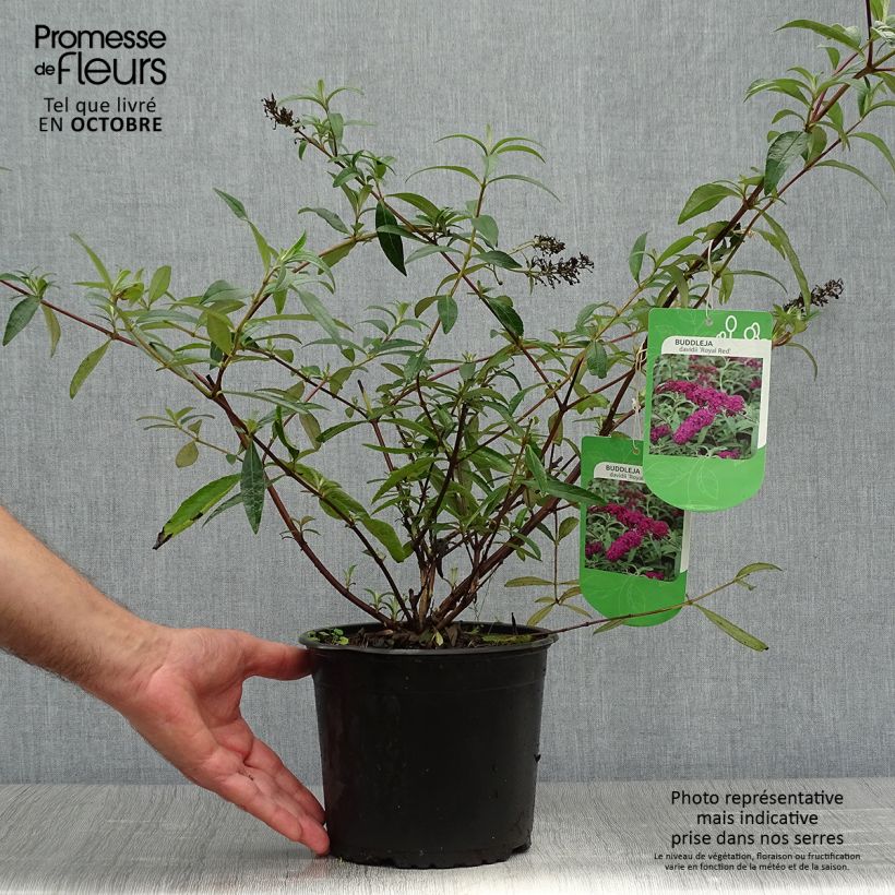 Spécimen de Buddleia Royal Red - Arbre aux papillons rouge Pot de 2L/3L tel que livré en automne