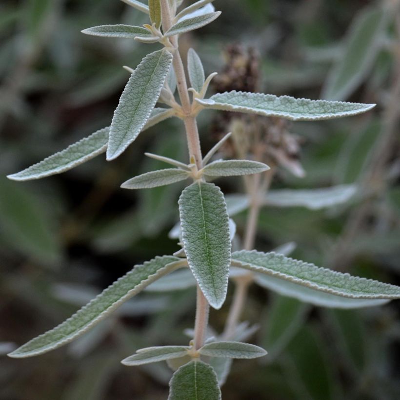 Buddleia Silver Anniversary - Arbre aux papillons (Foliage)