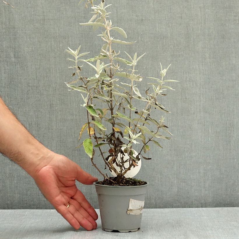 Spécimen de Buddleia Silver Anniversary - Arbre aux papillons Pot de 12 cm / 13 cm tel que livré en été