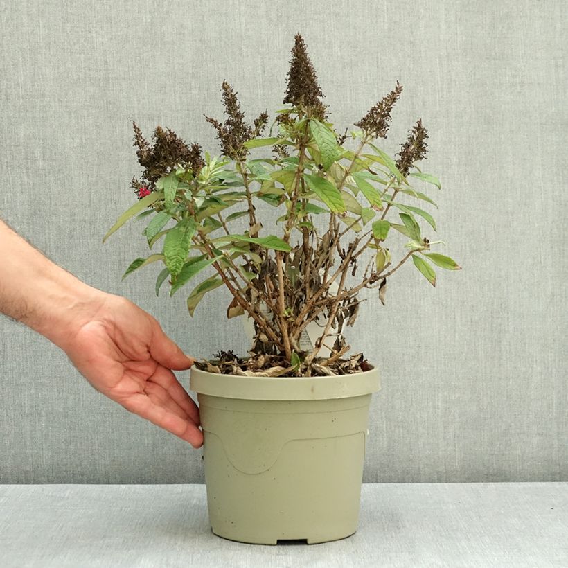 Spécimen de Buddleja Butterfly Candy Little Cerise - Arbre aux papillons nain Pot de 3L/4L tel que livré en été