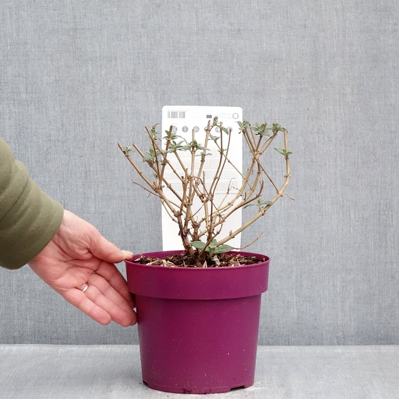 Example of Buddleja Butterfly Candy Little Cerise - Arbre aux papillons nain Pot de 3L/4L as you get in hiver