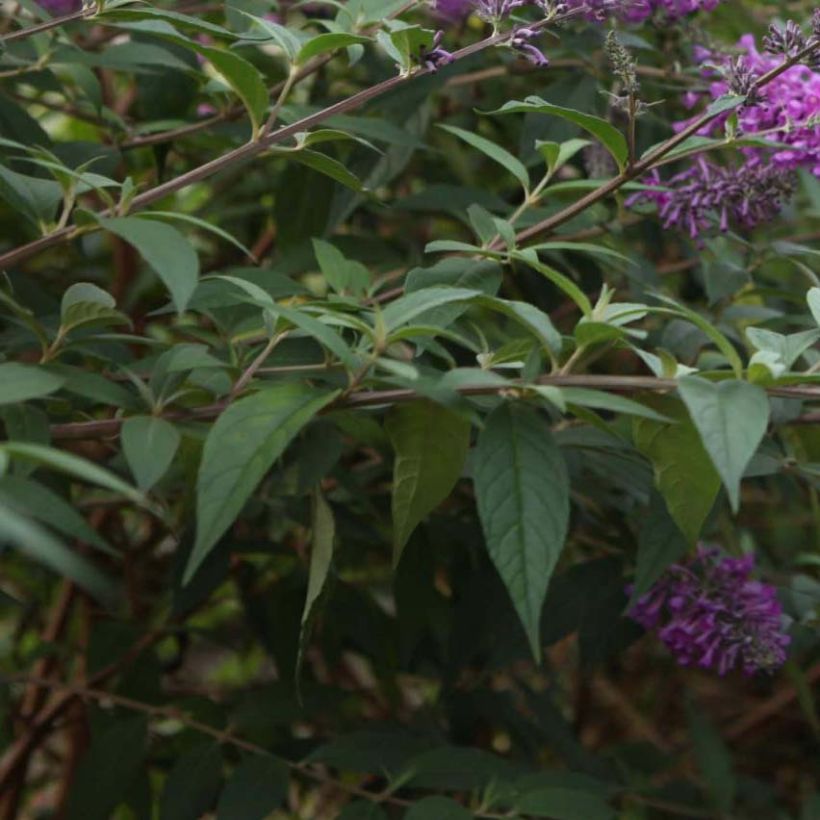 Buddleja davidii Argus Velvet (Foliage)