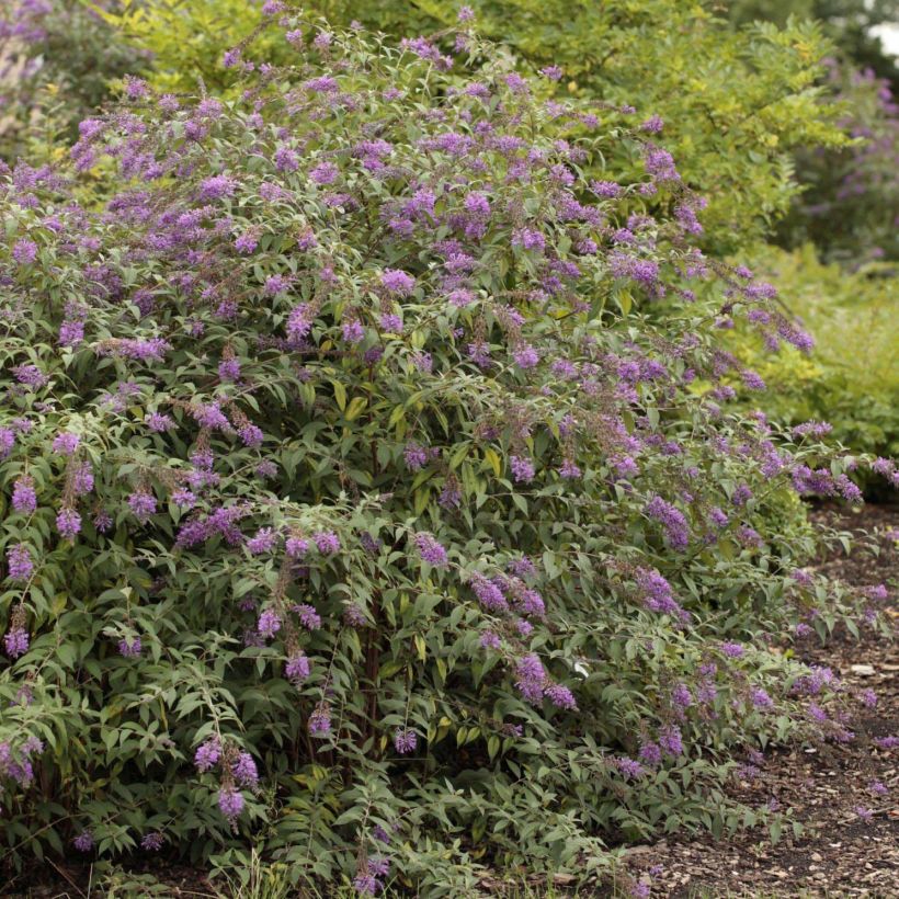 Buddleja davidii Argus Velvet (Plant habit)