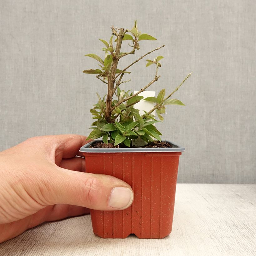 Example of Buddleja davidii Butterfly Candy Lila Sweetheart - Arbre aux papillons nain Godet de 8/9 cm as you get in printemps