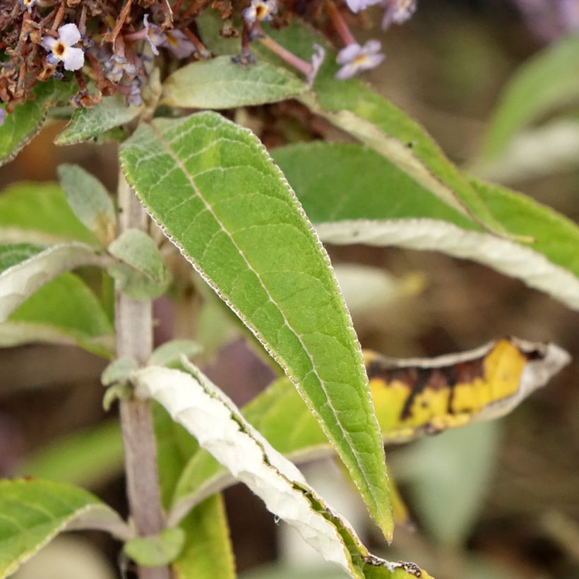 Buddleja davidii Butterfly Candy Lila Sweetheart - Arbre aux papillons nain (Foliage)