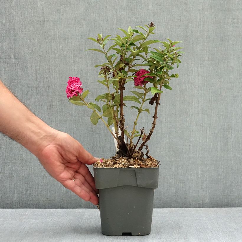Spécimen de Buddleja davidii Butterfly Candy Little Ruby - Arbre aux papillons nain Pot de 2L/3L tel que livré en été