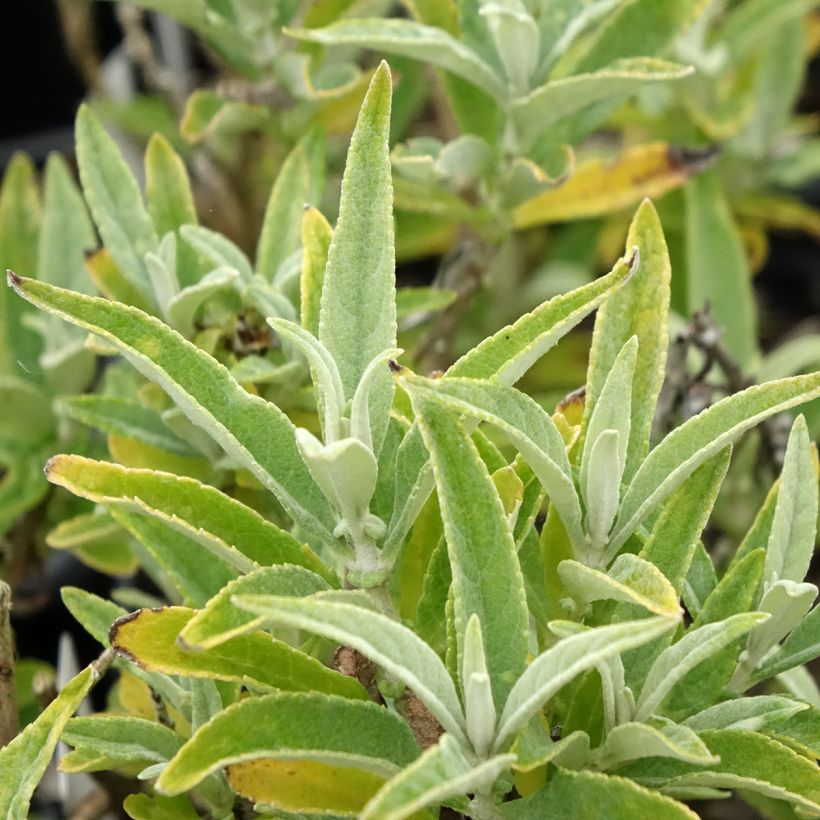 Buddleja davidii Butterfly Candy Little White - Arbre aux papillons nain (Foliage)