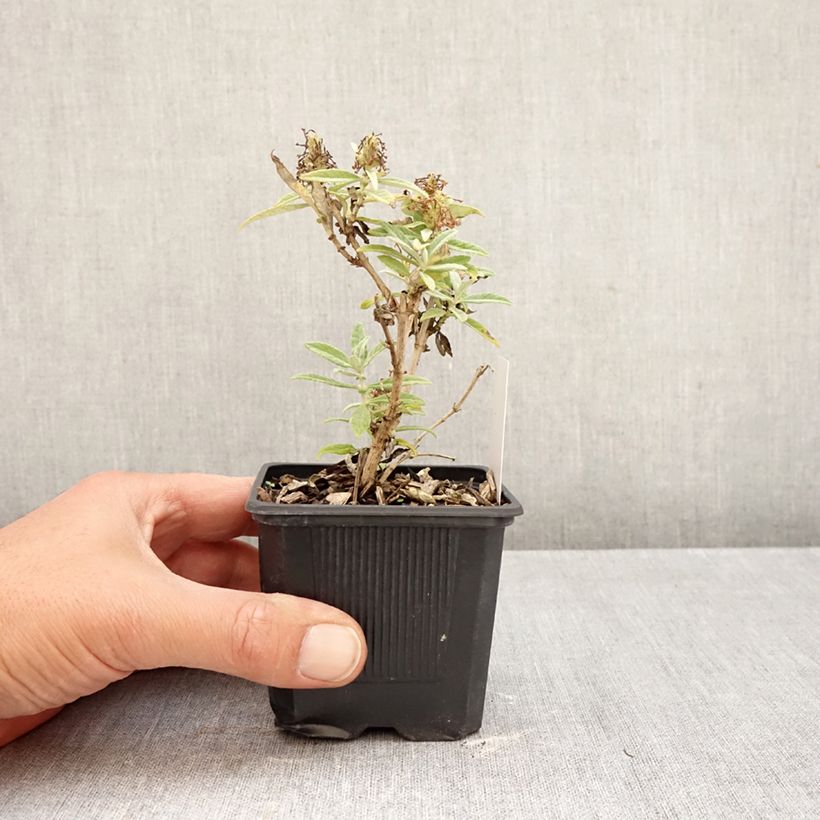Spécimen de Buddleja davidii Butterfly Candy Little White - Arbre aux papillons nain Godet de 8/9 cm tel que livré en automne