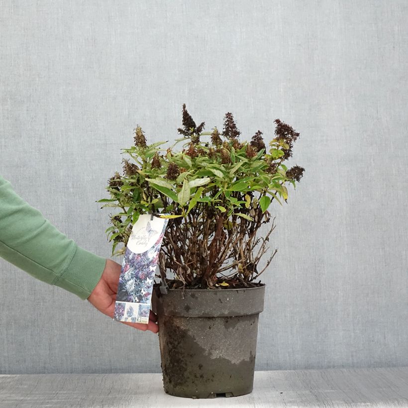 Spécimen de Buddleja davidii Butterfly Candy Trio Little Purple, Litttle Pink, Little Lila - Arbres aux papillons nains  Pot de 4L/5L tel que livré en été