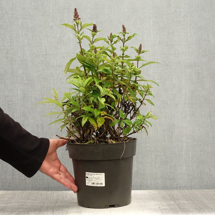Spécimen de Buddleja davidii Butterfly Candy Trio Little Sweetheart, White, Little Ruby - Arbres à papillons nains Pot de 4L/5L tel que livré en été