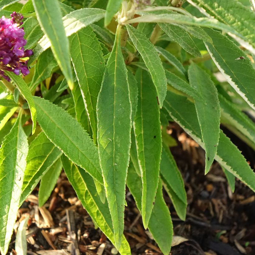 Buddleja davidii Butterfly CandyLittle Purple - Arbre aux papillons nain (Foliage)