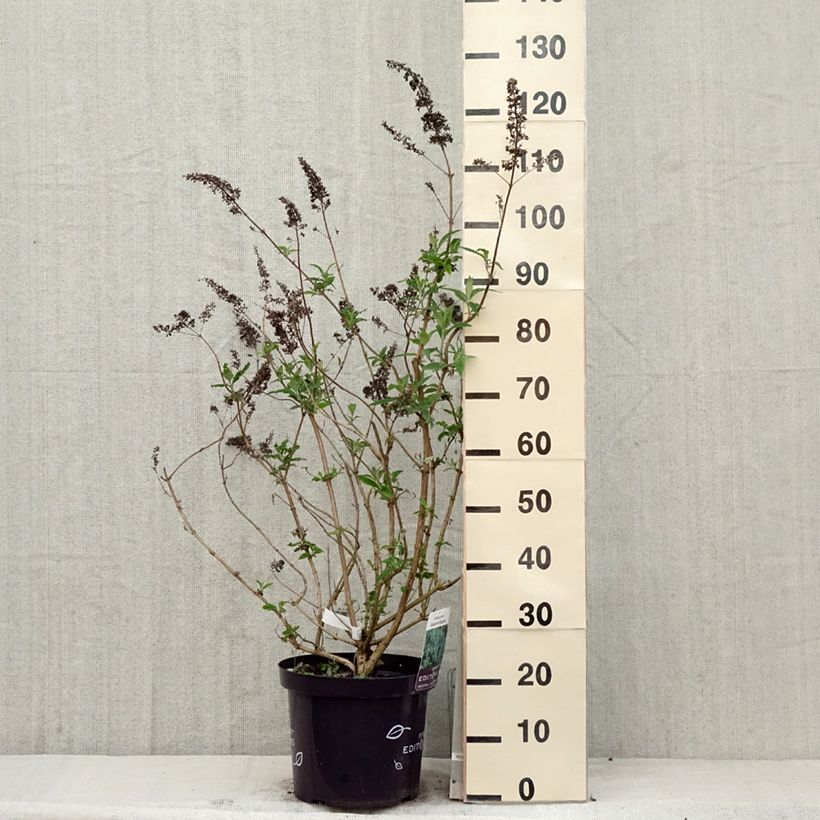 Example of Buddleja davidii Groovy Grape - Arbre à papillons Pot de 7,5L/10L as you get in printemps