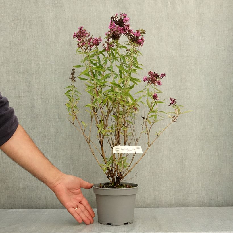 Spécimen de Buddleja davidii Octopus Magenta - Arbre aux papillons Pot de 3L/4L tel que livré en été