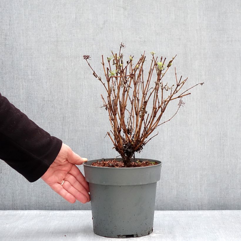 Spécimen de Buddleja davidii Octopus Magenta - Arbre aux papillons Pot de 3L/4L tel que livré en hiver