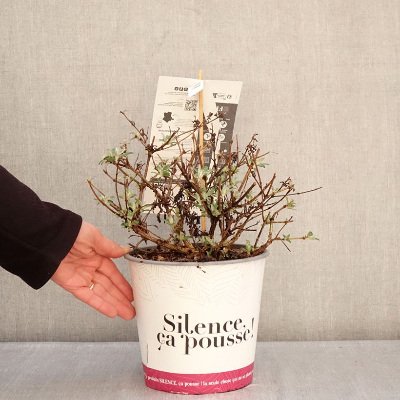 Example of Buddleja davidii Rêve de Papillon Lavender - Arbre aux papillons Pot de 4L/5L as you get in hiver