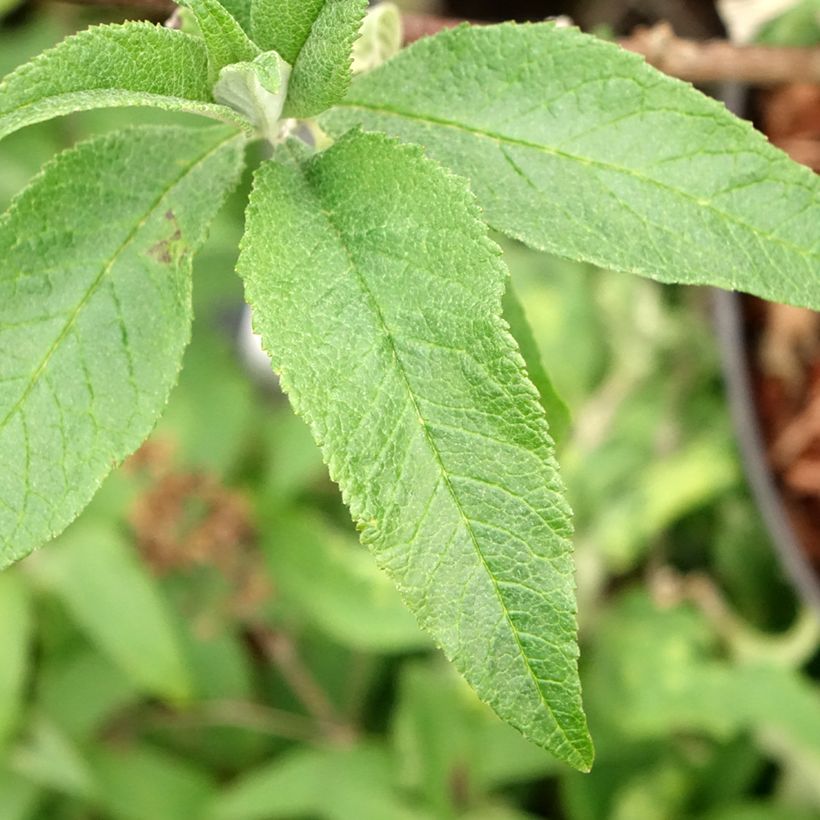 Buddleja davidii Sugar Plum - Arbre aux papillons (Foliage)