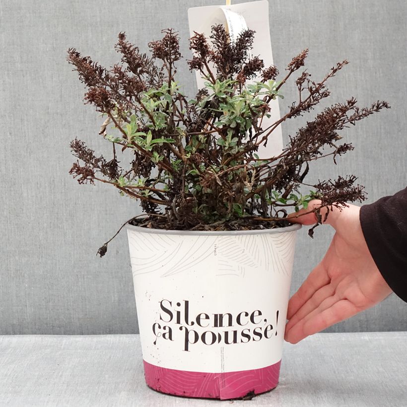 Example of Buddleja davidii Tiny Buddy Hot Pink - Arbre aux papillons nain Pot de 4L/5L as you get in hiver