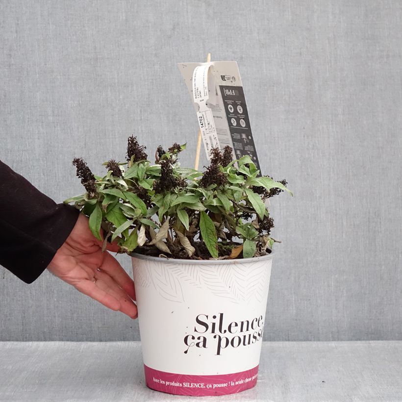 Example of Buddleja davidii Tiny Buddy Violet - Arbre aux papillons nain Pot de 4L/5L as you get in hiver