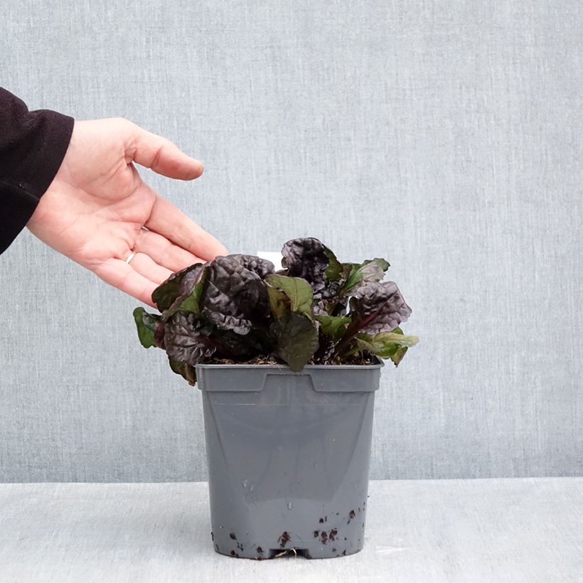 Spécimen de Bugle rampante - Ajuga reptans Black Scallop Pot de 2L/3L tel que livré en automne