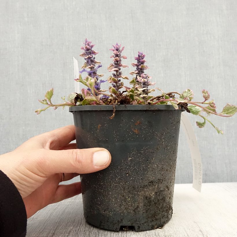 Example of Bugle rampante - Ajuga reptans Burgundy Glow Pot de 2L/3L as you get in printemps