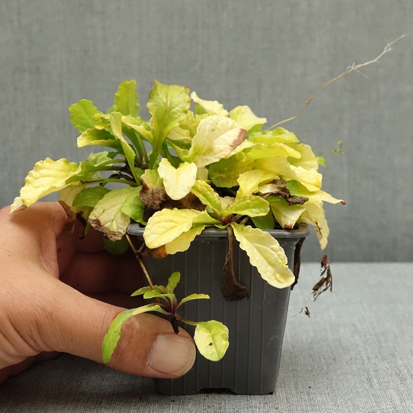 Spécimen de Bugle rampante - Ajuga reptans Gold Chang Godet de 8/9 cm tel que livré en été