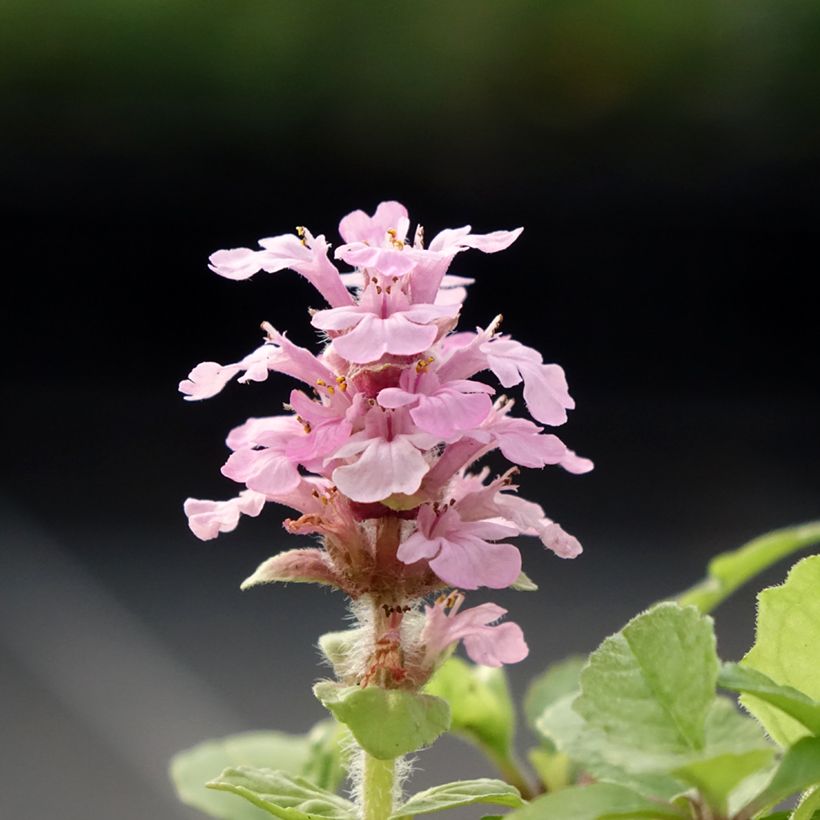 Bugle rampante, Ajuga reptans Rosea (Flowering)
