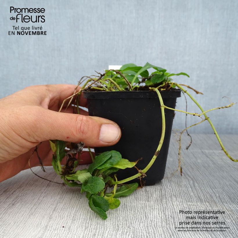 Spécimen de Bugle rampante - Ajuga reptans Sanne Godet de 8/9 cm tel que livré en automne