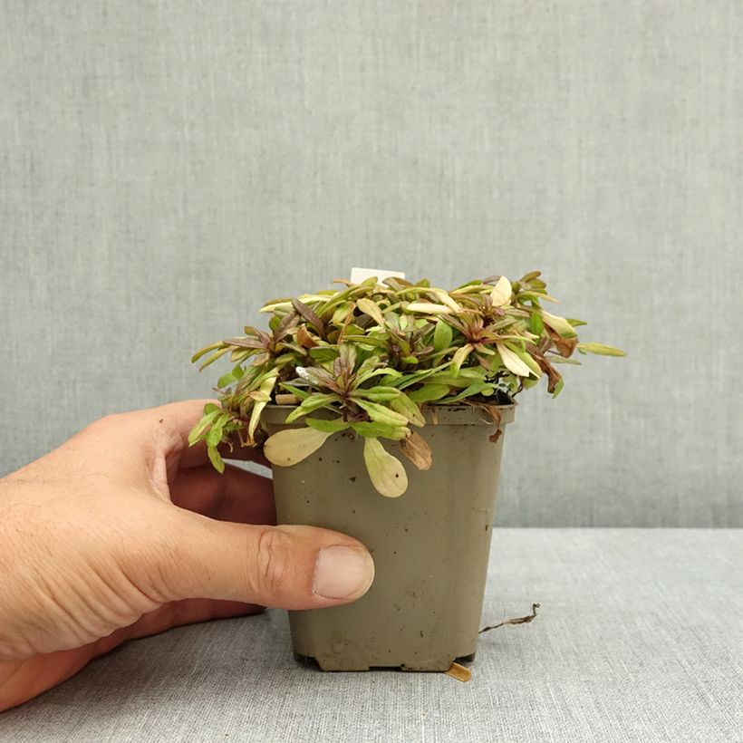 Spécimen de Bugle rampante - Ajuga tenorii Chocolate Chip (Valfredda) Godet de 8/9 cm tel que livré en été