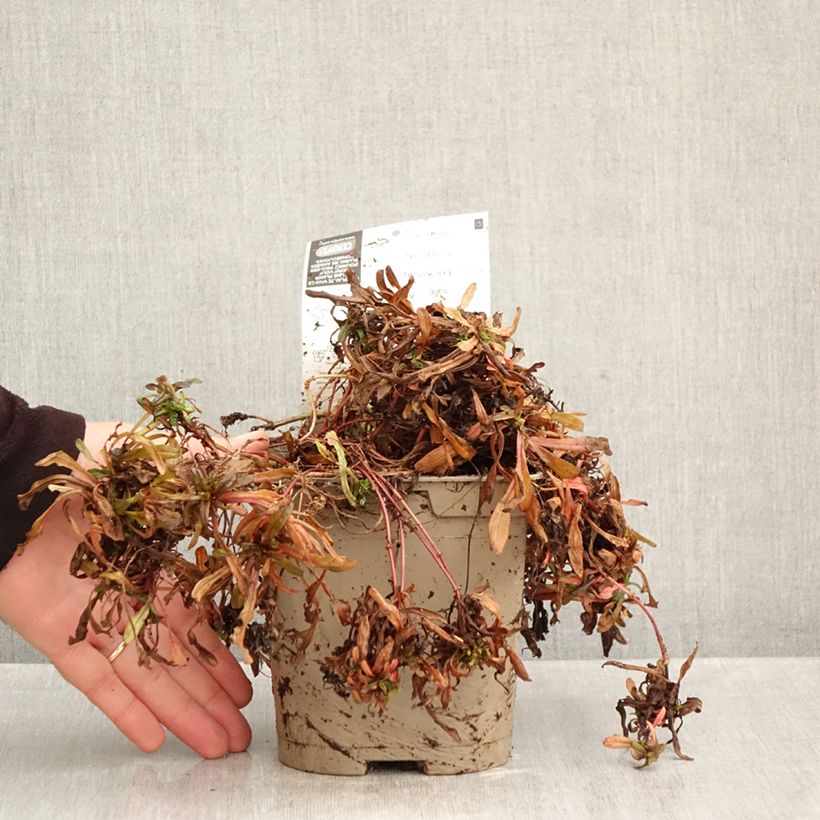 Spécimen de Bugle rampante - Ajuga tenorii Chocolate Chip (Valfredda) Pot de 2L/3L tel que livré en automne