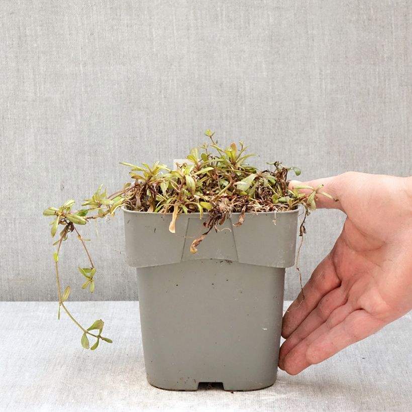 Spécimen de Bugle rampante - Ajuga tenorii Chocolate Chip (Valfredda) Pot de 2L/3L tel que livré au printemps
