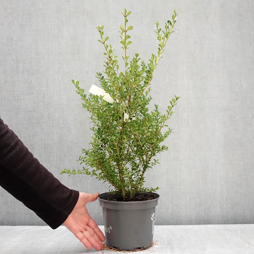Example of Buis - Buxus Betterbuxus Renaissance Pot de 3L/4L as you get in hiver