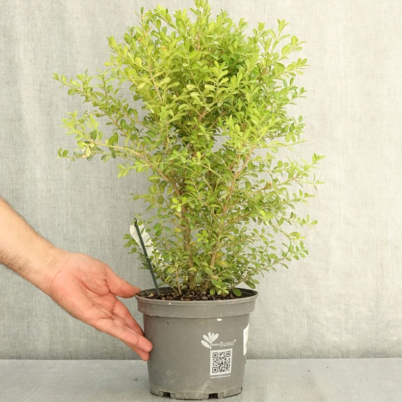 Spécimen de Buis - Buxus Betterbuxus Skylight Pot de 3L/4L tel que livré en été