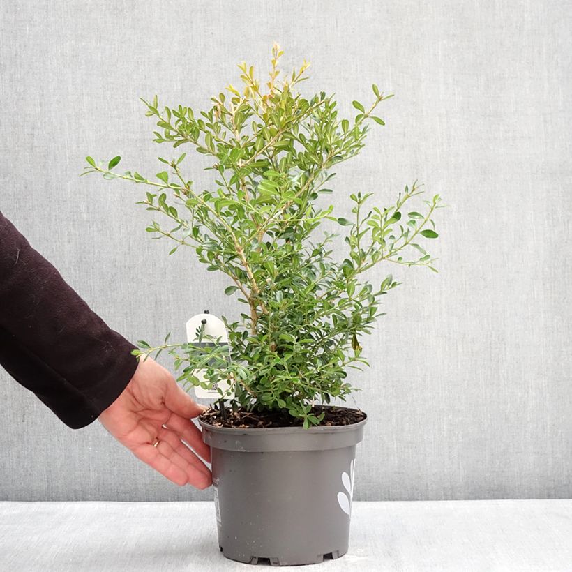 Example of Buis - Buxus Betterbuxus Skylight Pot de 3L/4L as you get in hiver