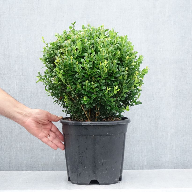 Spécimen de Buis - Buxus microphylla Faulkner  Pot de 7,5L/10L, Boule, Boule de 20/30 cm tel que livré en été