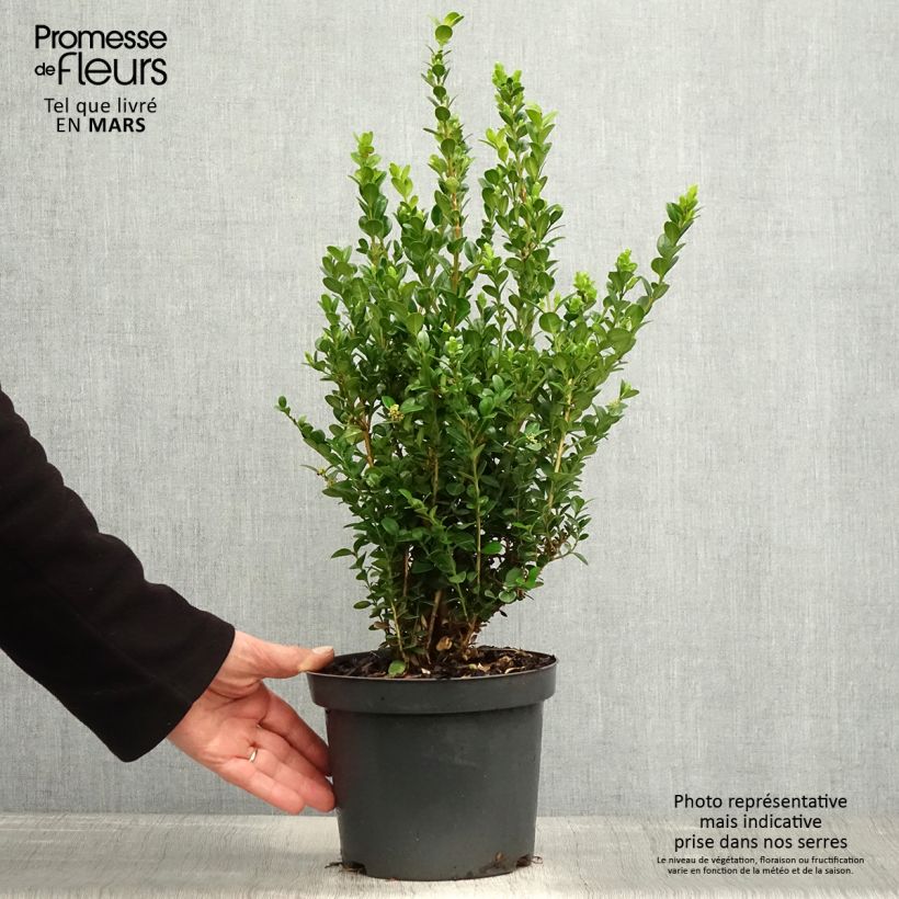 Example of Buis - Buxus microphylla Faulkner  Pot de 2L/3L as you get in printemps