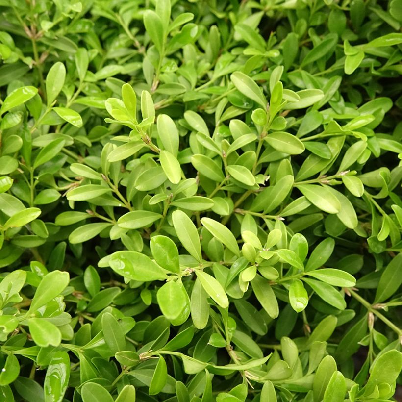 Buis - Buxus microphylla Rococo (Foliage)