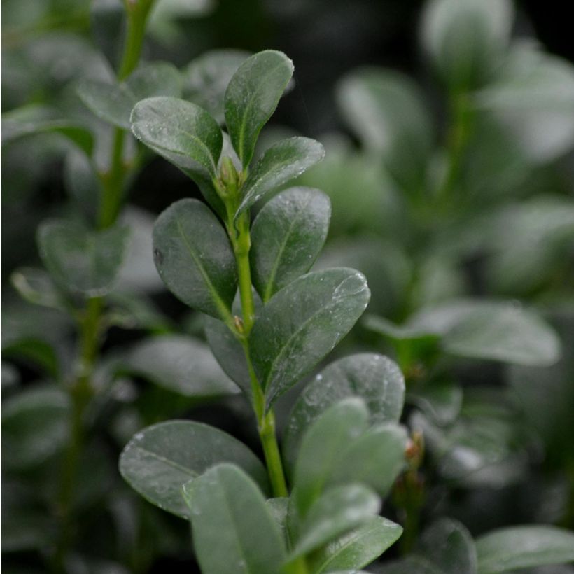Buis bordure - Buxus sempervirens (Foliage)