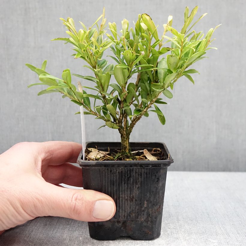 Spécimen de Buis - Buxus sinica var. insularis Mipo Godet de 8/9 cm tel que livré en hiver