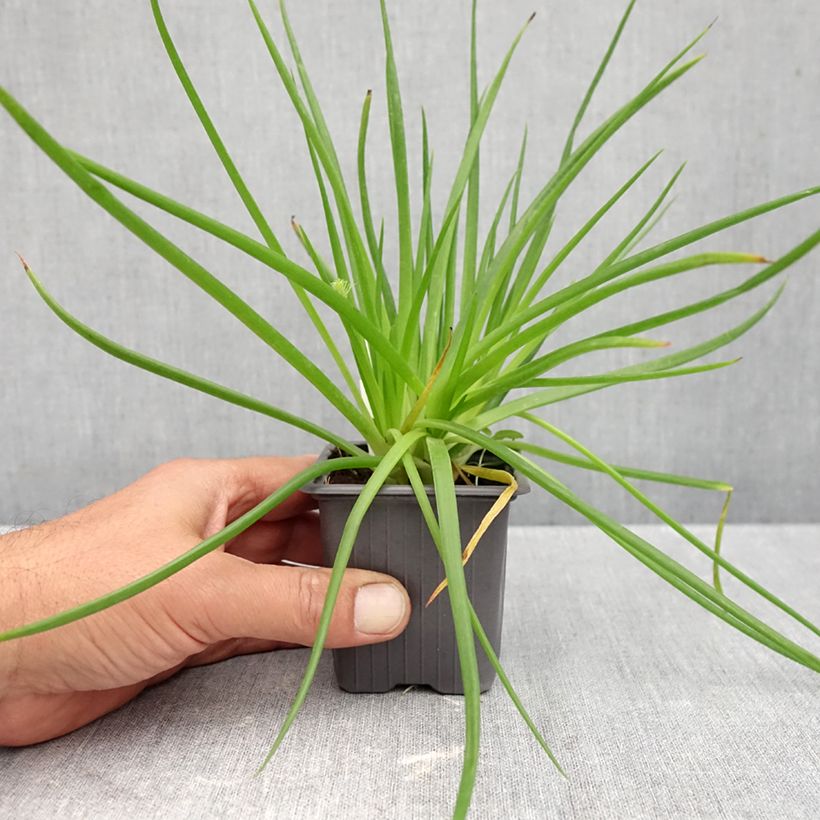 Spécimen de Bulbine frutescens Avera Sunset Orange Godet de 8/9 cm tel que livré en automne