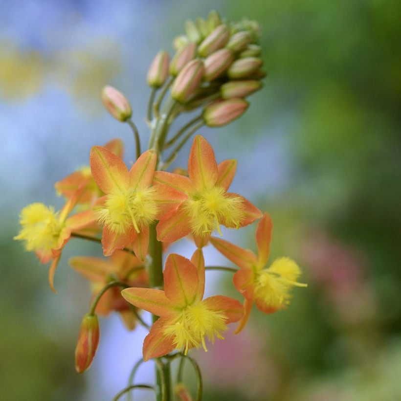 Bulbine frutescens - Bulbine jaune (Flowering)