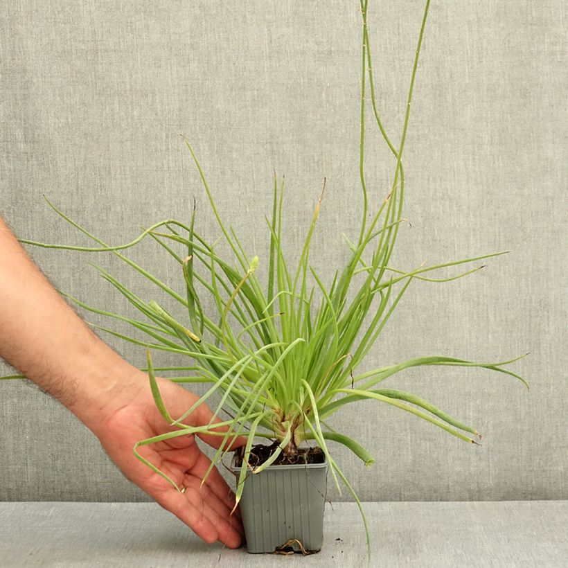 Spécimen de Bulbine frutescens Medicus Godet de 8/9 cm tel que livré en été