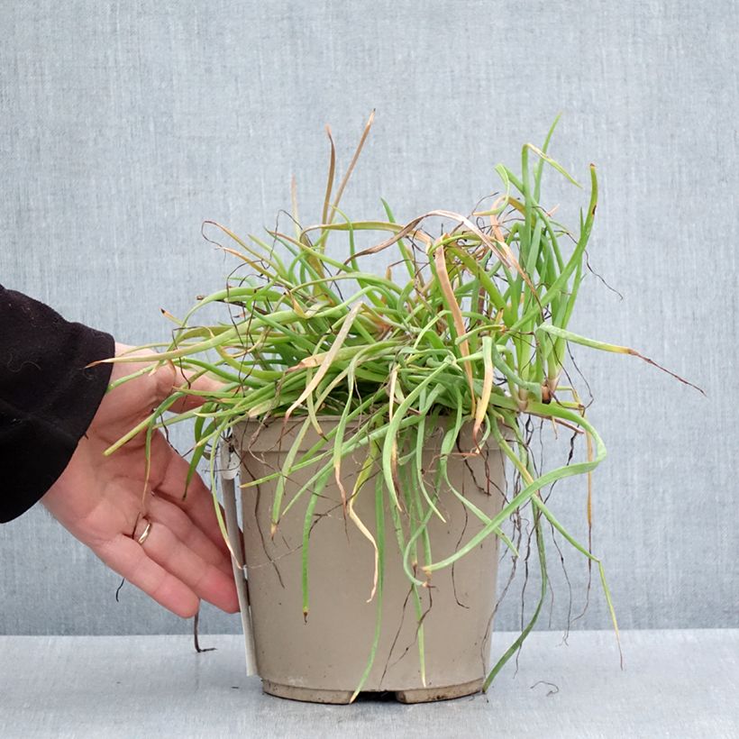 Example of Bulbine frutescens Medicus Pot de 3L/4L as you get in printemps