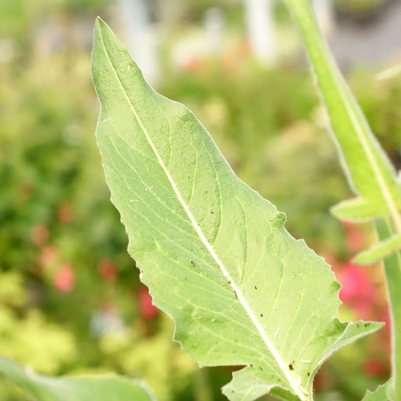 Bunias orientalis - Roquette d’Orient, Bunias d’Orient (Foliage)