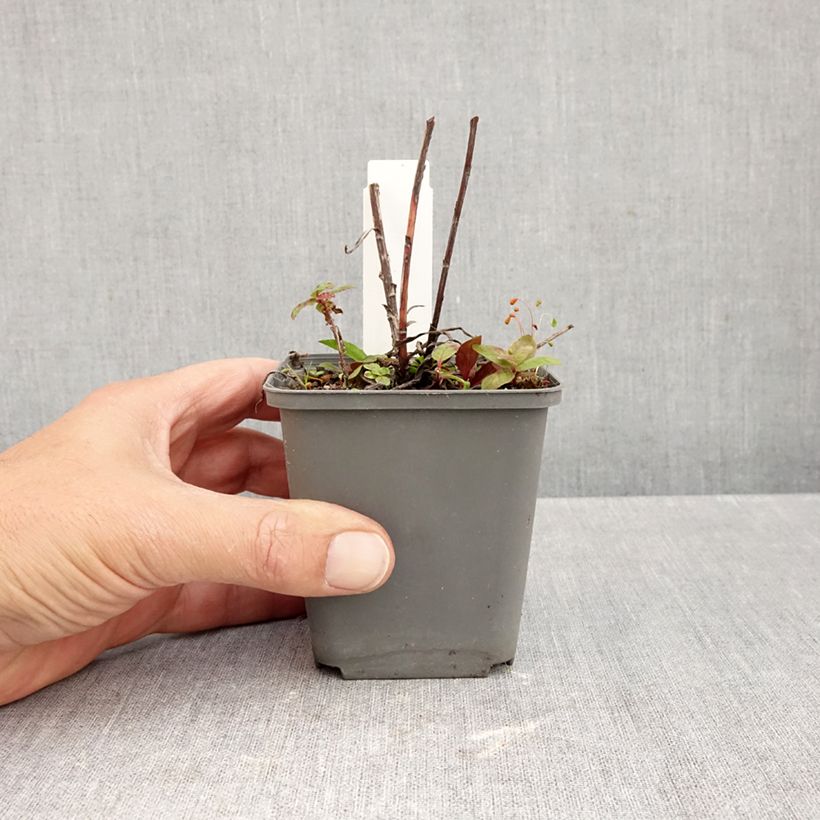Spécimen de Buphthalmum salicifolium Alpen Gold Godet de 8/9 cm tel que livré en automne
