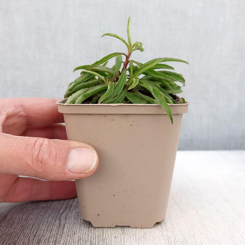 Example of Buphthalmum salicifolium Alpen Gold Godet de 8/9 cm as you get in printemps