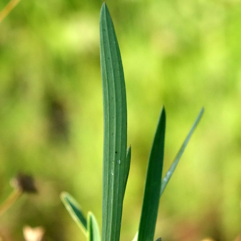 Bupleurum falcatum - Buplèvre en faux (Feuillage)