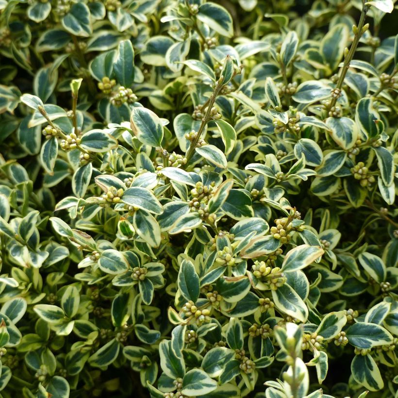 Buis commun panaché - Buxus sempervirens Elegans (Foliage)